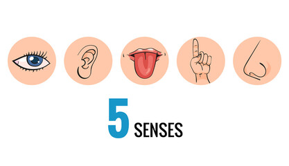 Sensory organs. Nose smell, eyes vision, ears hearing, skin touch, language taste and taste buds. Cartoon sensory organs. Perception of environment, sensations