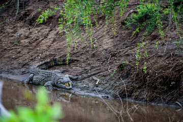 A crocodile resting and waiting for its pray at the shore of a river in Kruger National Park in South Africa.