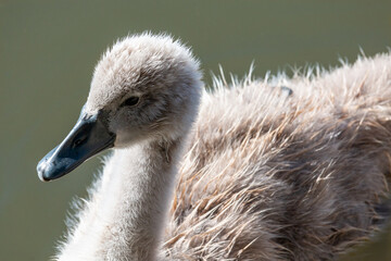 Mute swan cygnet, Cygnus olor, close up