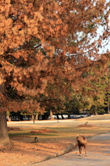 奈良公園　奈良　日本