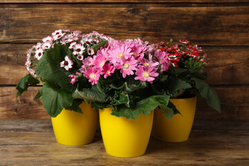 Beautiful cineraria plants in flower pots on wooden table