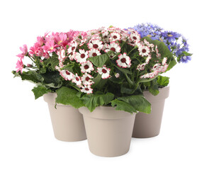 Different cineraria plants in flower pots on white background