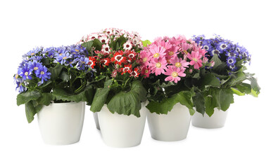 Different cineraria plants in flower pots on white background