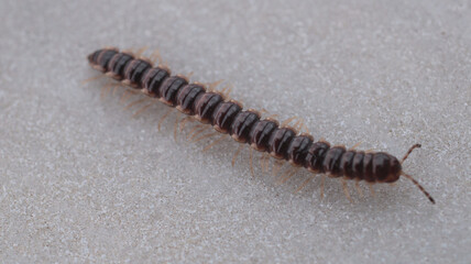 photo in scenic greenhouse millipede