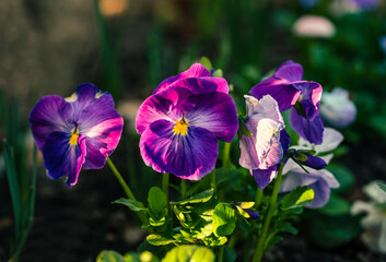 wunderschöne Blume im Garten im Sonnenschein