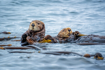 Sea otters in the ocean in Tofino, Vancouver island, British Columbia, Canada