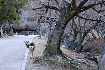 奈良公園　奈良　日本