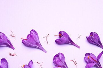 Beautiful Saffron crocus flowers on light violet background, flat lay. Space for text