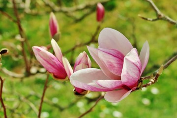 Magnolienblüte