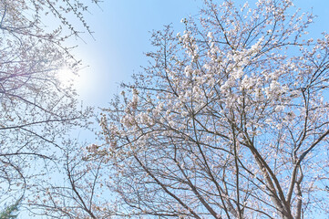 3월의 벚꽃, 한국
