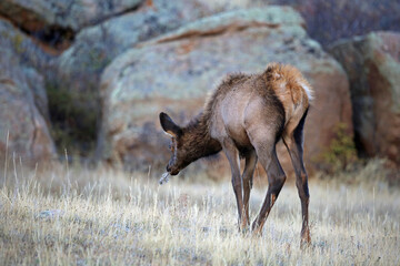 The fawn eating flower, Colorado