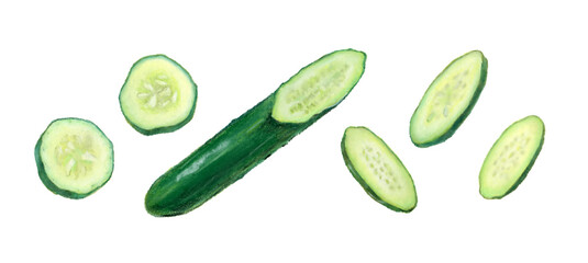 きゅうり　輪切り　野菜　イラスト