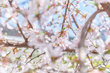 3월의 벚꽃, 한국