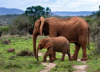 Red elephant cow and calf walking in the veld
