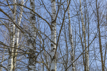 Branched old perennial tree and blue cloudless sky at daytime