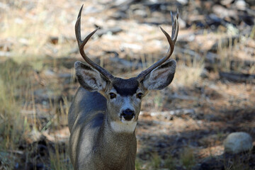 Deer portrait, Colorado