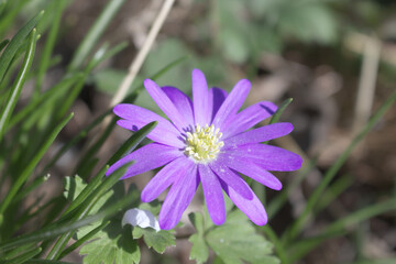 Balkan anemone, Grecian windflower or winter windflower, a lovely blue flower blooming early spring. Anemone blanda.