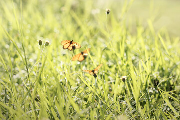 Blurred butterfly background with dandelions between the grass.
