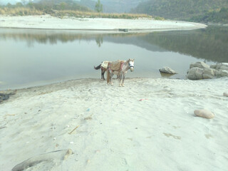 Two Horse on Shoreline of River Beas in Hamirpur Himchal Pradesh India 115