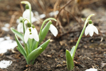 Beautiful blooming snowdrops growing outdoors, space for text. Spring flowers