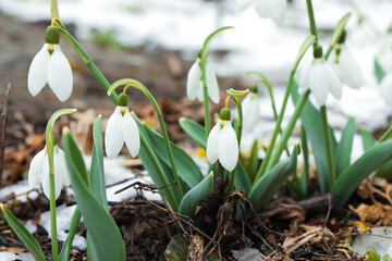 Beautiful blooming snowdrops growing outdoors. Spring flowers