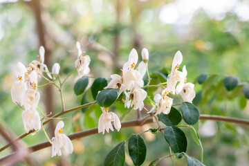 White flower and yellow pollen of  Moringa bloom on tree in the garden is a Thai vegetable and herb.