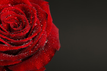 Beautiful red rose flower with water drops on black background, closeup. Space for text