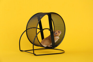 Cute little hamster in spinning wheel on yellow background
