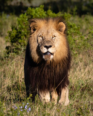 portrait of a male lion with dark mane in the grass looking at the camera and into the sun