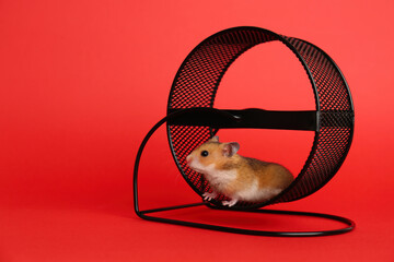 Cute little hamster in spinning wheel on red background