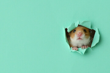 Cute little hamster looking out of hole in turquoise paper. Space for text