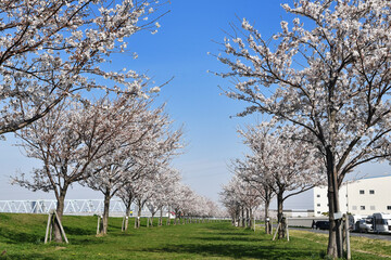 新しく植えられた桜並木