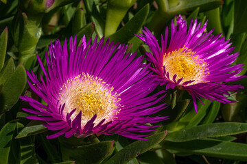 Flowers blooming during springtime in the south of France