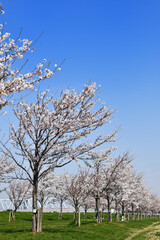 Obraz premium 新しく植えられた桜並木