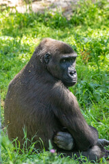 Sad monkey sits on the grass 