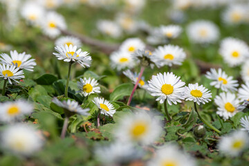 Flowers blooming during springtime in the south of France