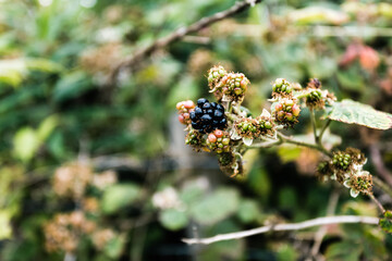 Blackberries growing in the wild at Durham Heritage Coast (blackberry, fruit)