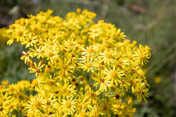 Yellow flowers growing in County Durham - Jacobaea vulgaris aka ragwort