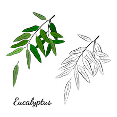 Large set of eucalyptus leaves and branches. Collection of eucalyptus branches. Vector illustration of greenery. Eucalyptus with seeds.
