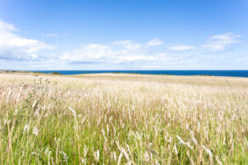 Durham Heritage Coast, tall grass fields leading to the sea on a lovely summer day