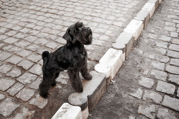 The Miniature Schnauzer dog at the old city