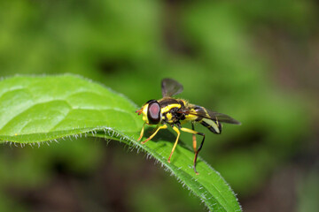 natural eupeodes flower fly photo