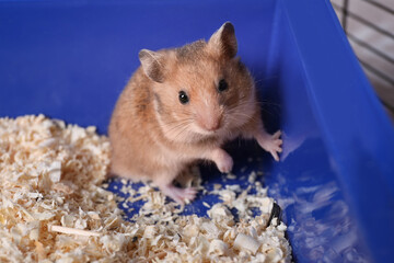 Cute little fluffy hamster playing in cage