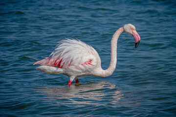 Pink flamingos in the Camargue south France during Springtime getting ready to mate