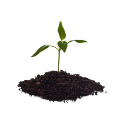 Close up of young plant sprouting from pile of soil, isolated on white background. Growing concept.