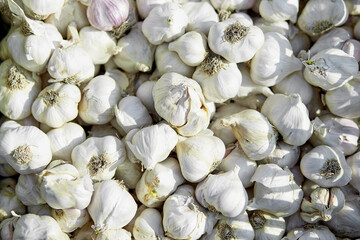 Garlic bulbs on the farmer market. Top view back