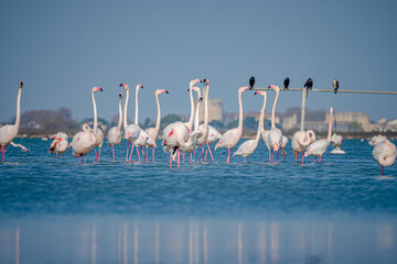 Pink flamingos in the Camargue south France during Springtime getting ready to mate