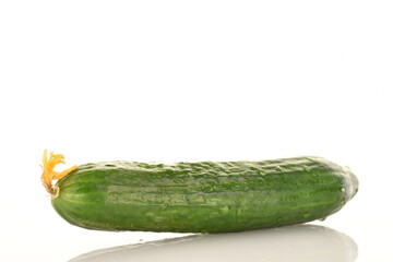 One juicy green cucumber, close-up, isolated on white.