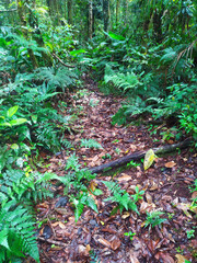 fragment of semi-deciduous seasonal forest in serra do ouro, municipality of Iguaí