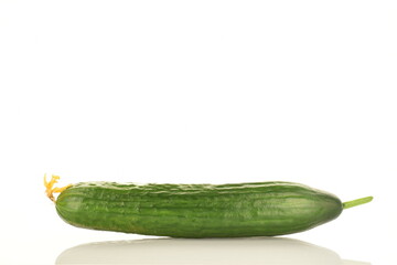 One juicy green cucumber, close-up, isolated on white.